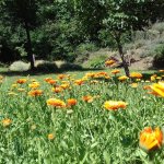 Campi di erbe aromatiche nei dintorni di Mattie - Foto arch. Brusafer